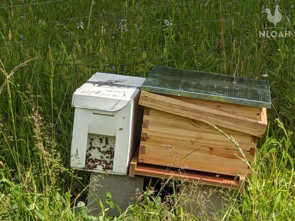 swarm of bees inside beehive