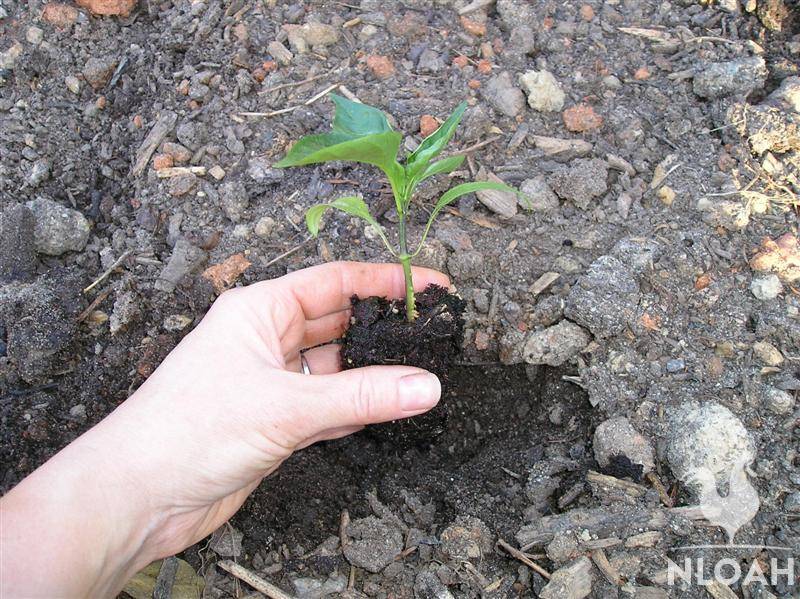 transplanting a pepper plant into garden soil