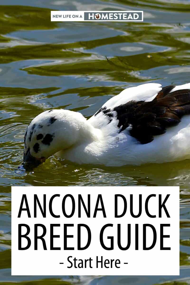 Ancona ducks Pinterest image