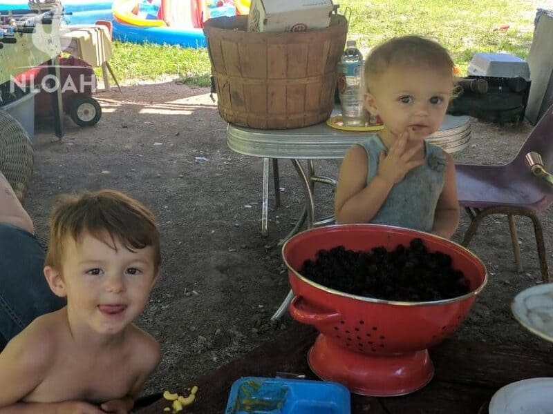 children eating blackberries