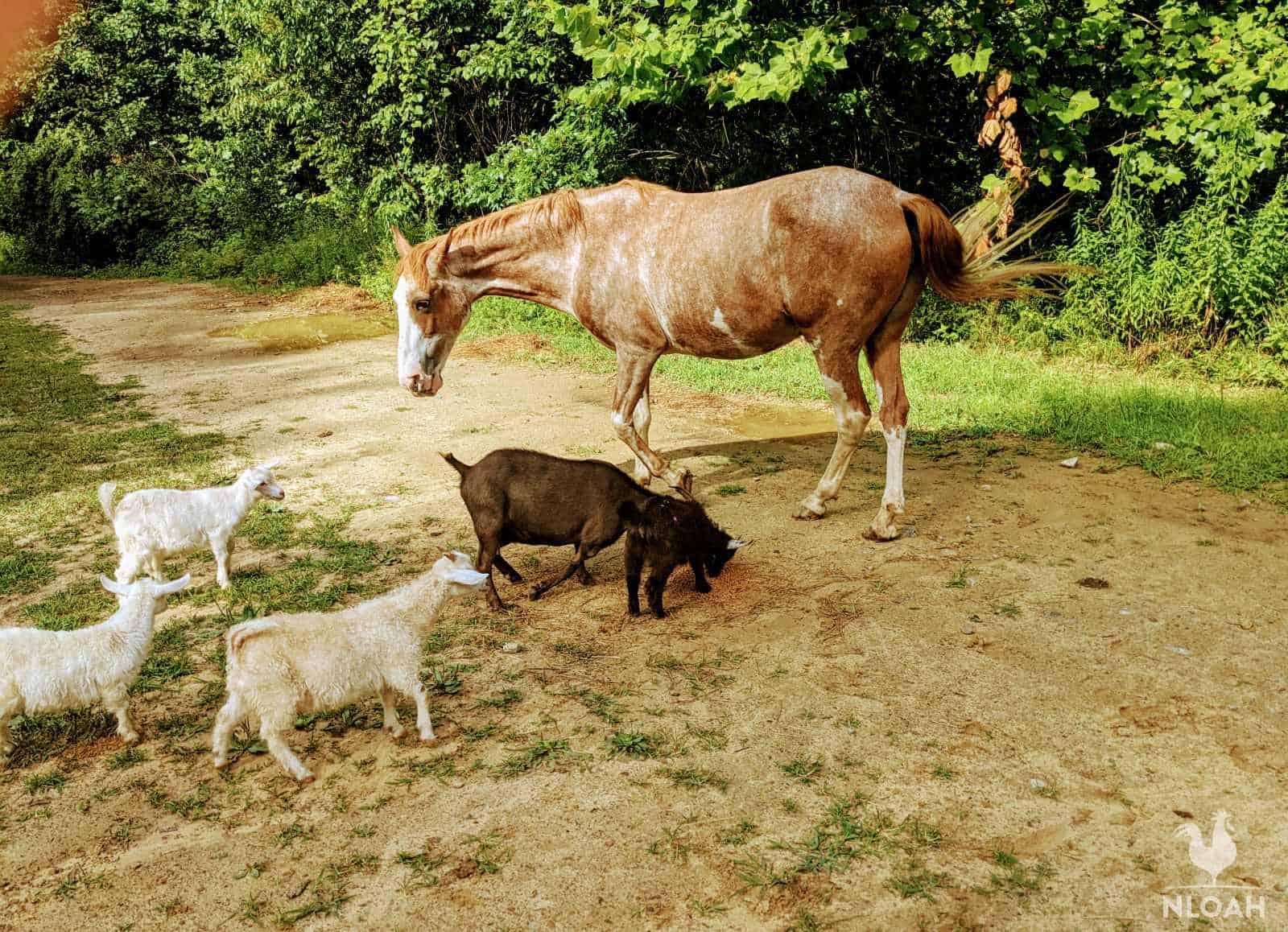 free-ranging goats and a horse