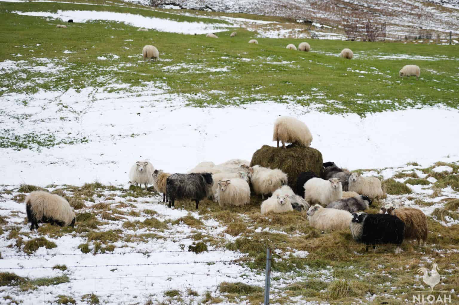 a herd of Icelandic sheep