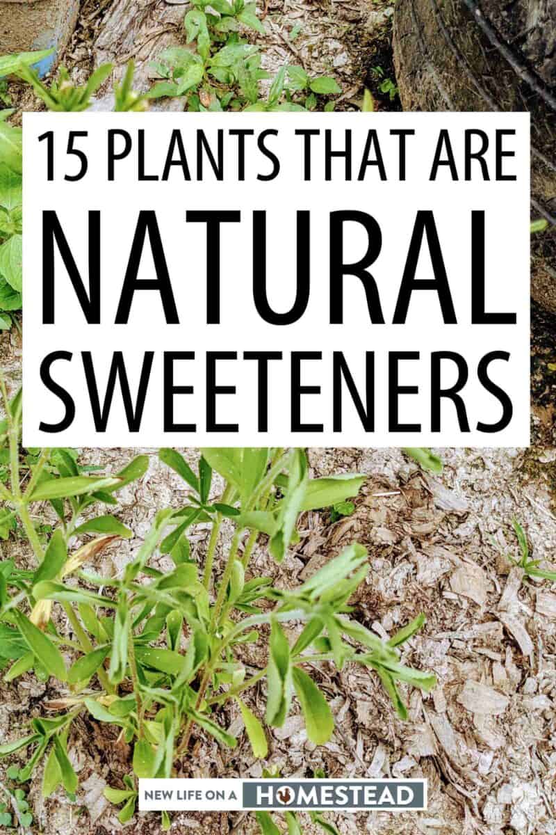 natural sweetener plants Pinterest image