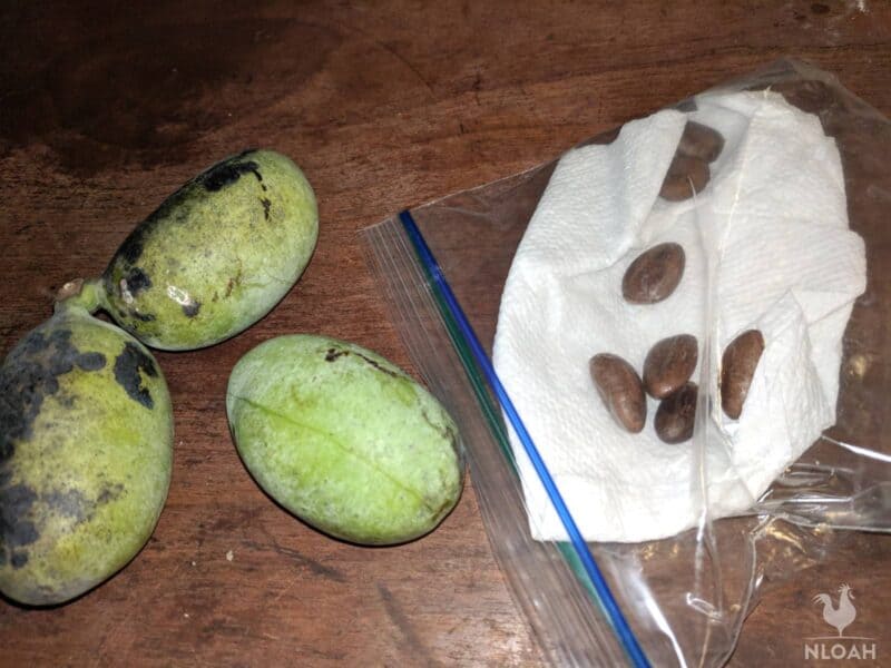 pawpaws and seeds