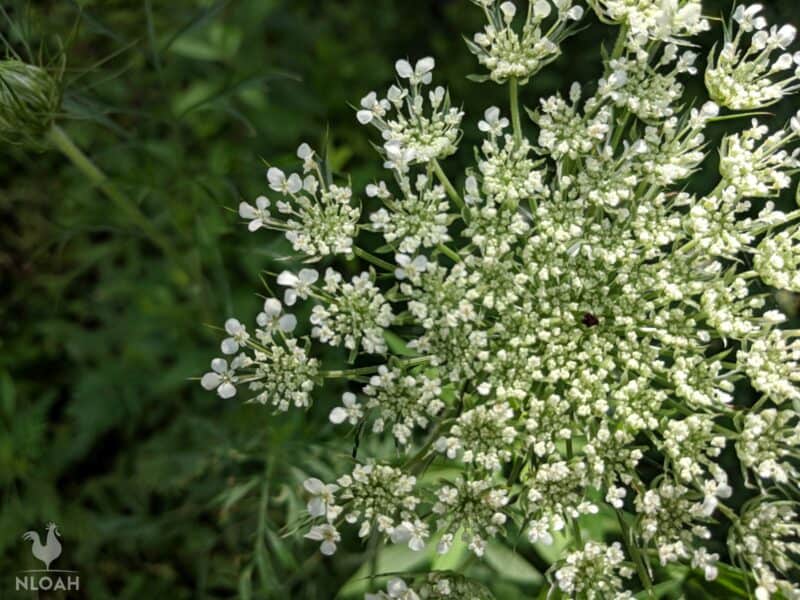 Queen Anne's lace flower close-up