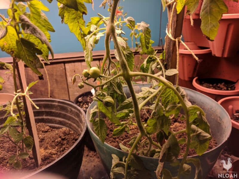 tomato plant in container indoors growing under grow lights