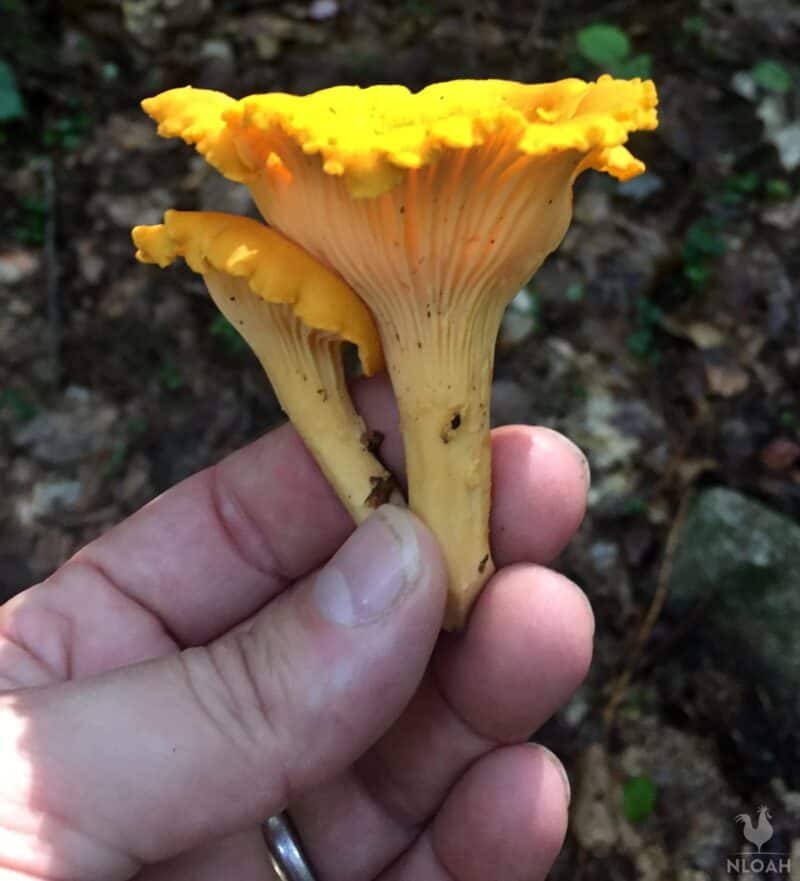 Chantrell mushrooms