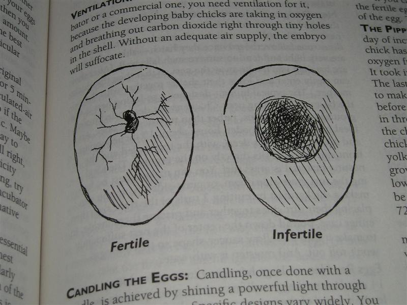 fertile and infertile eggs diagrams