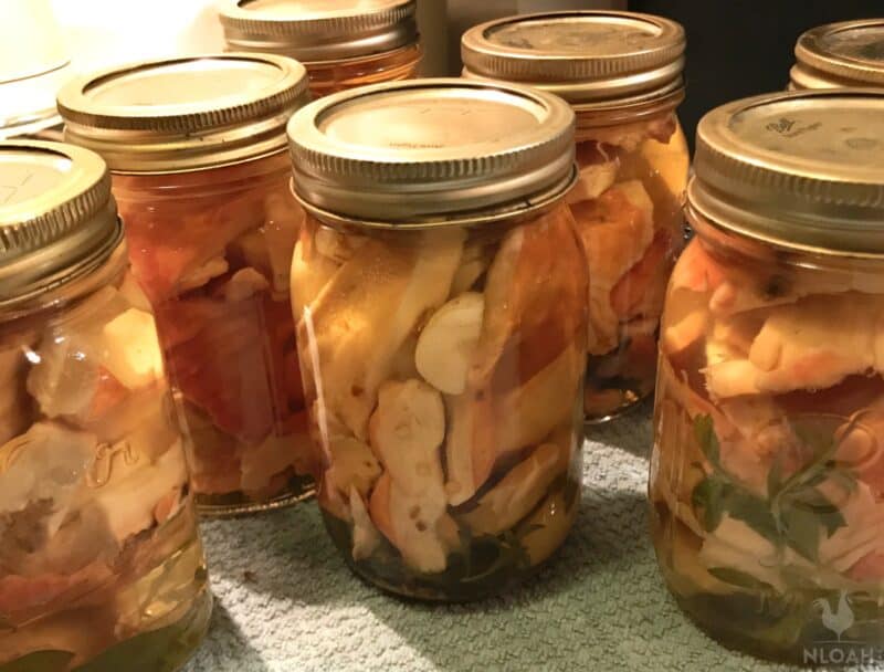 canned Chicken of the Woods