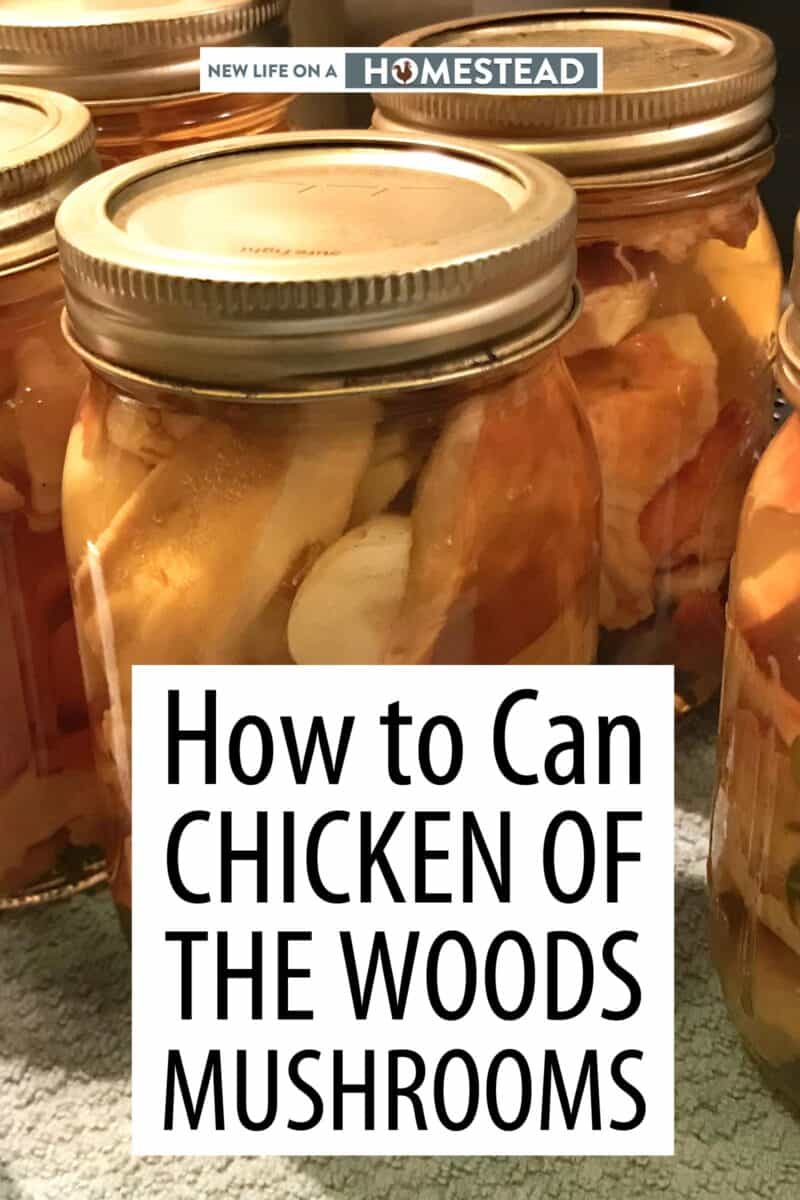 canned Chicken of the Woods Pinterest image