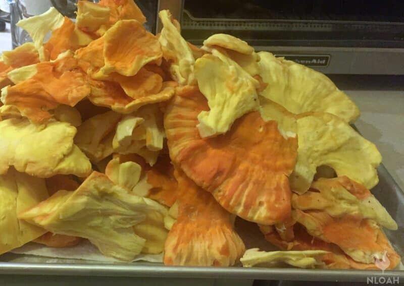 cleaned Chicken of the woods Mushrooms