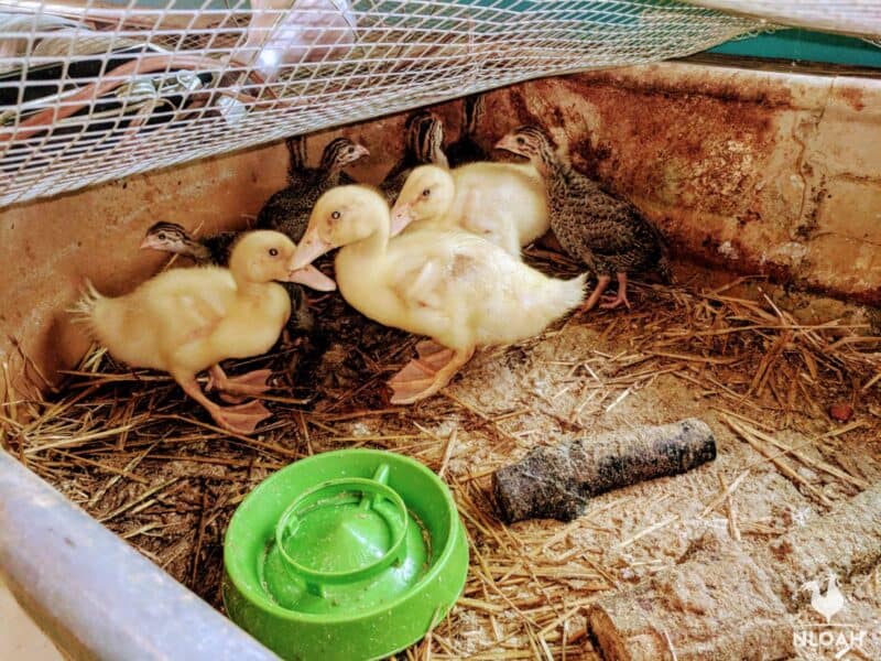ducklings and baby guinea fowl in brooder