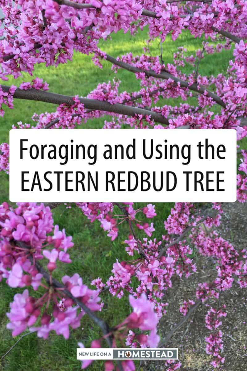 Eastern Redbud tree pin