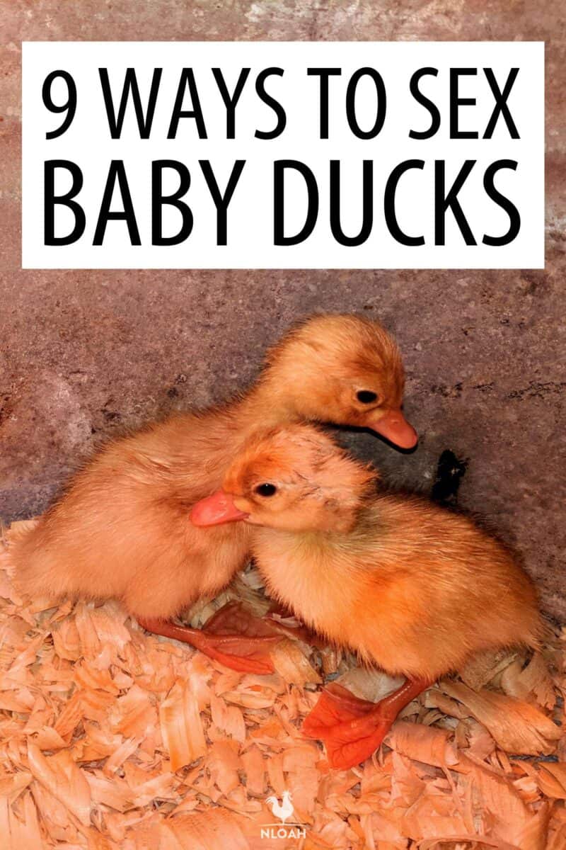 sexing baby ducks Pinterest image
