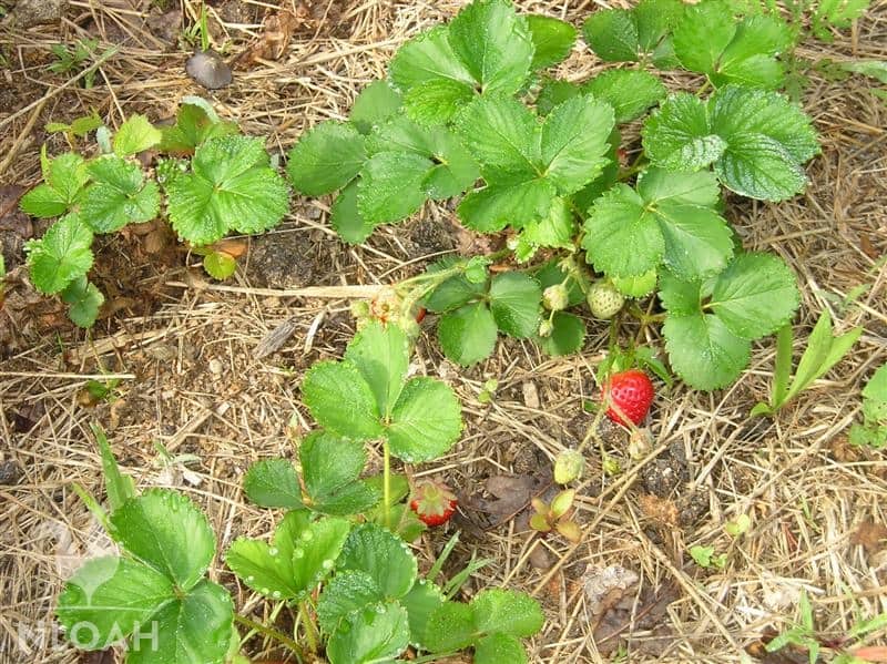 sparkle strawberries with fruit in raised bed