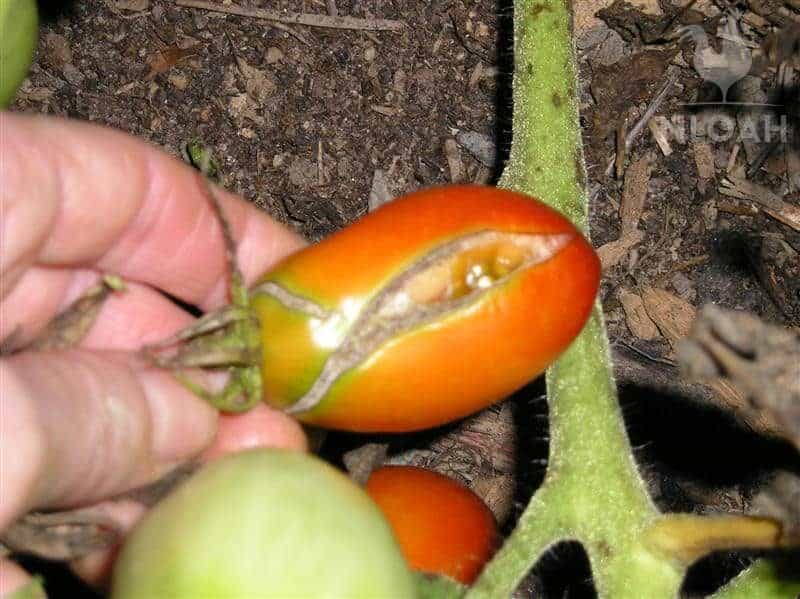 split tomato in hand