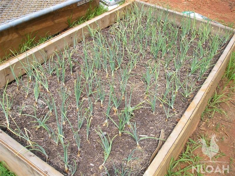 spring onion in raised garden beds