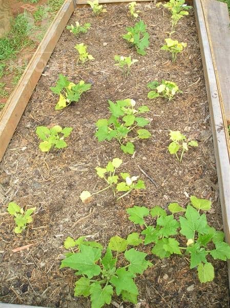 yellow squash growing in raised bed