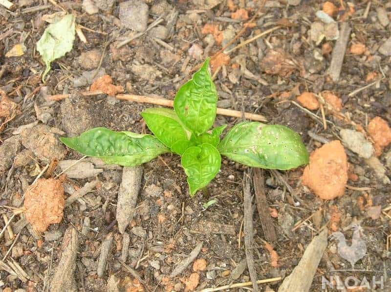young pepper plant