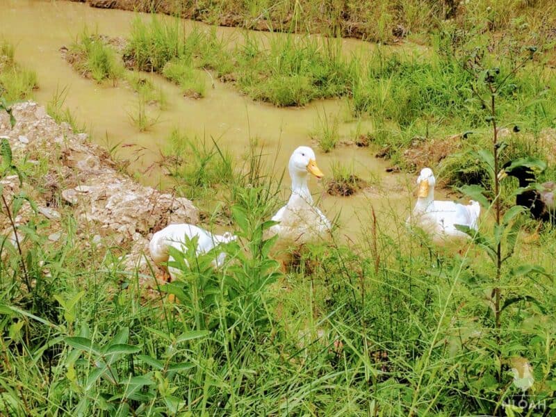 three Pekin ducks near pond