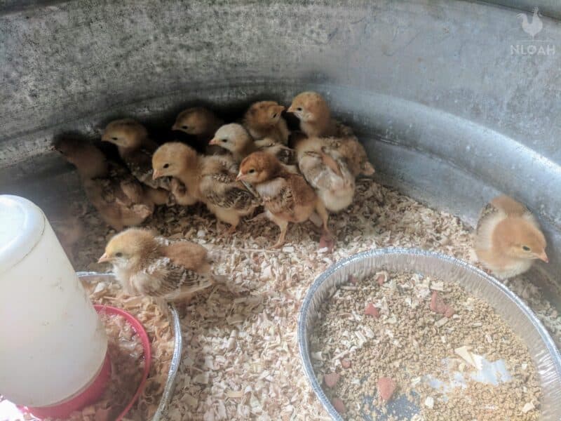 chickens in brooder