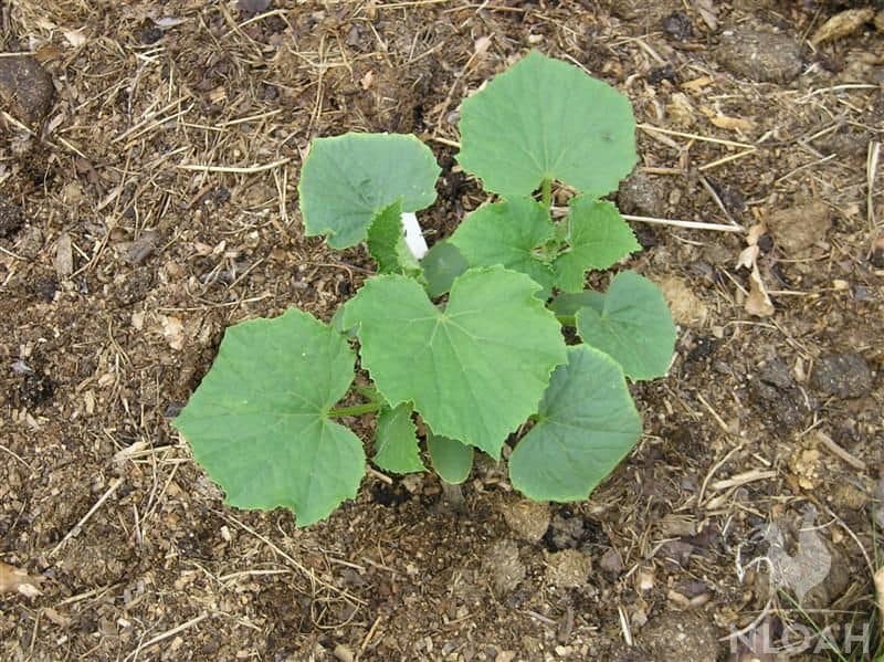 another  cucumber plant