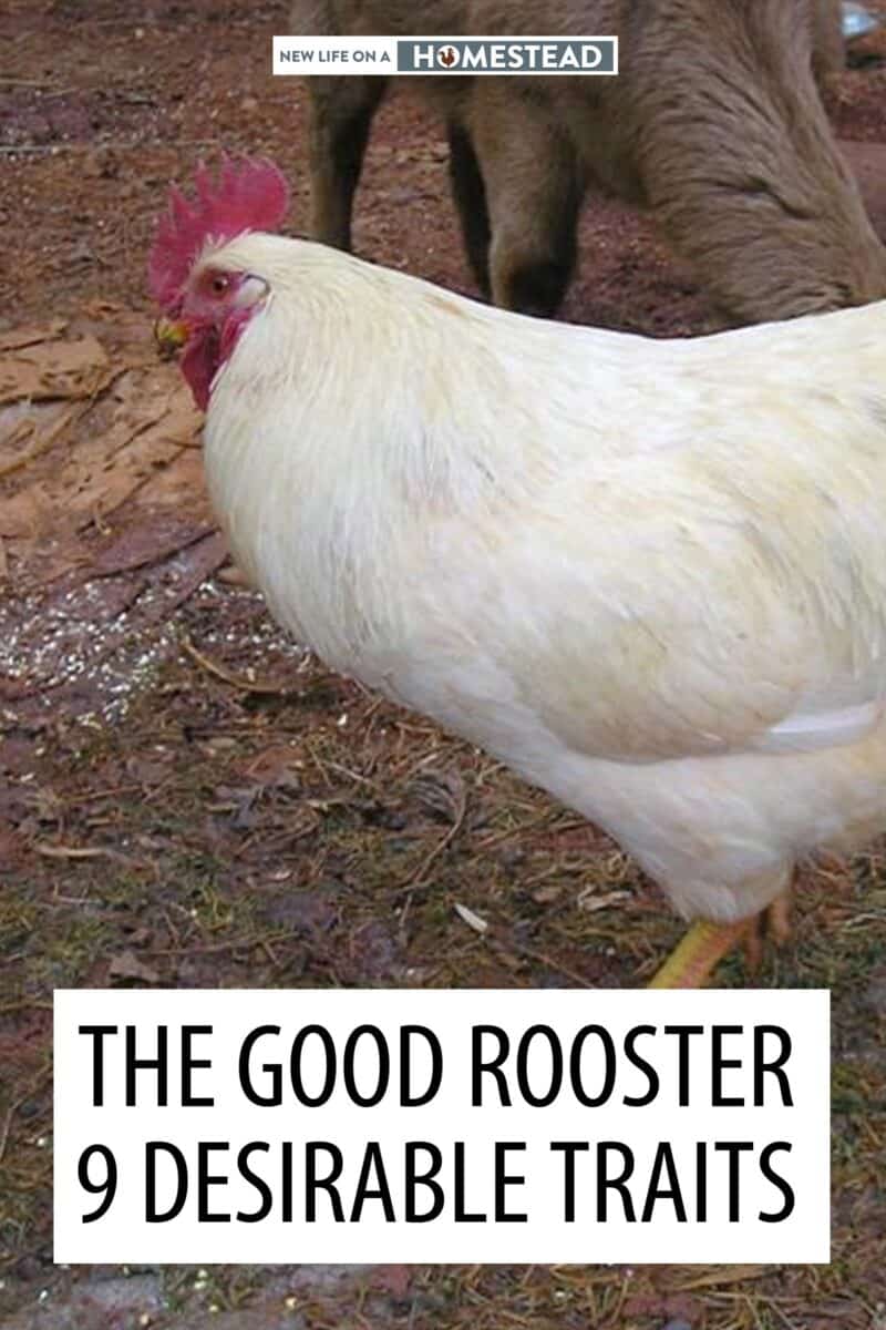 good rooster traits Pinterest image