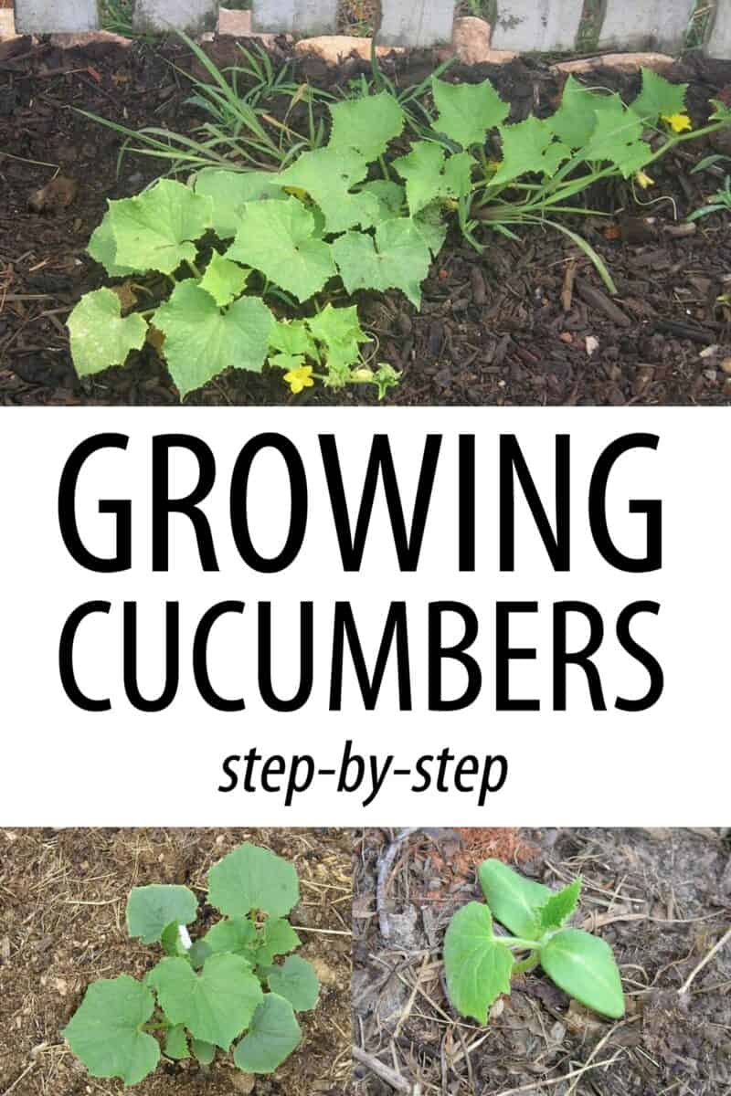 growing cucumbers pinterest