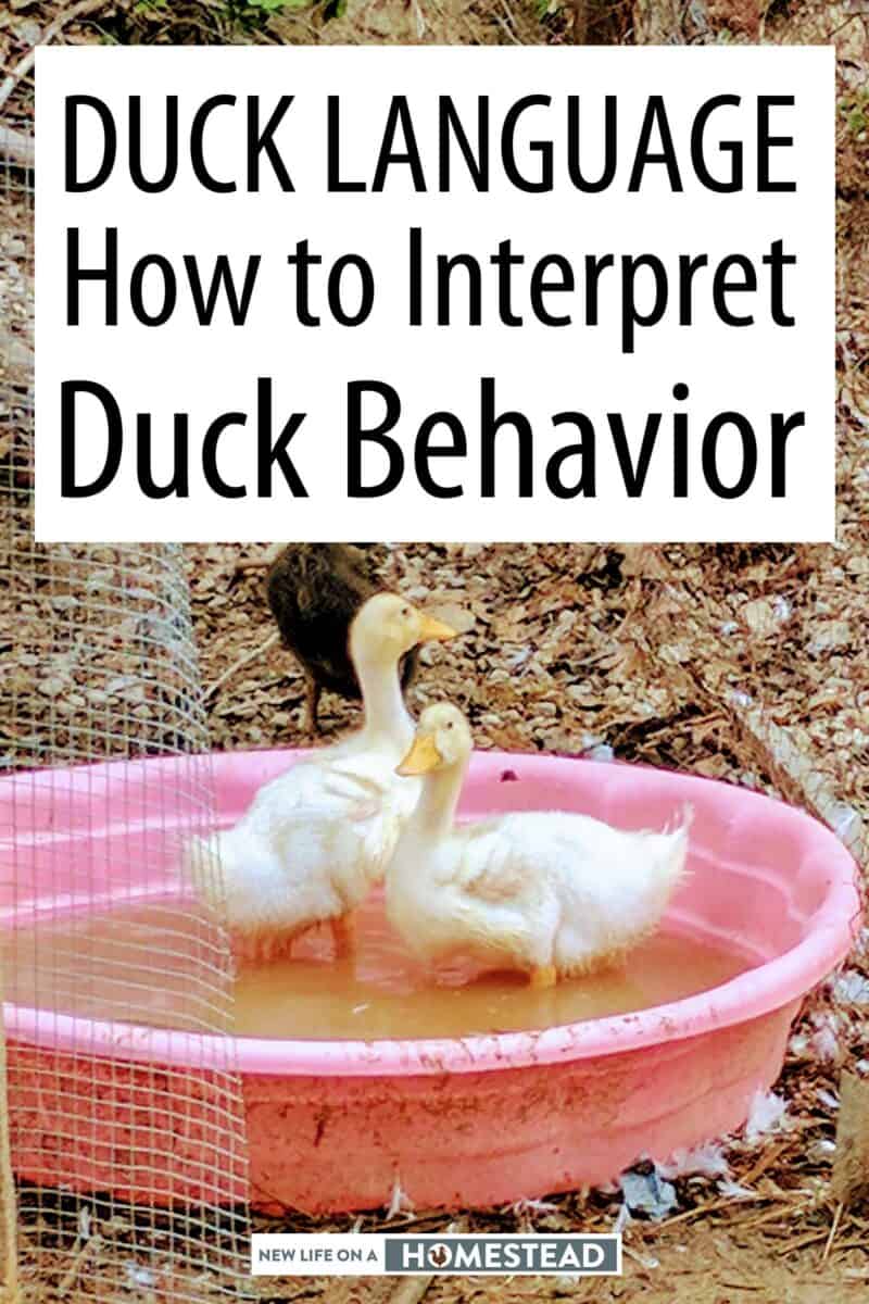 interpreting duck_ language Pinterest image