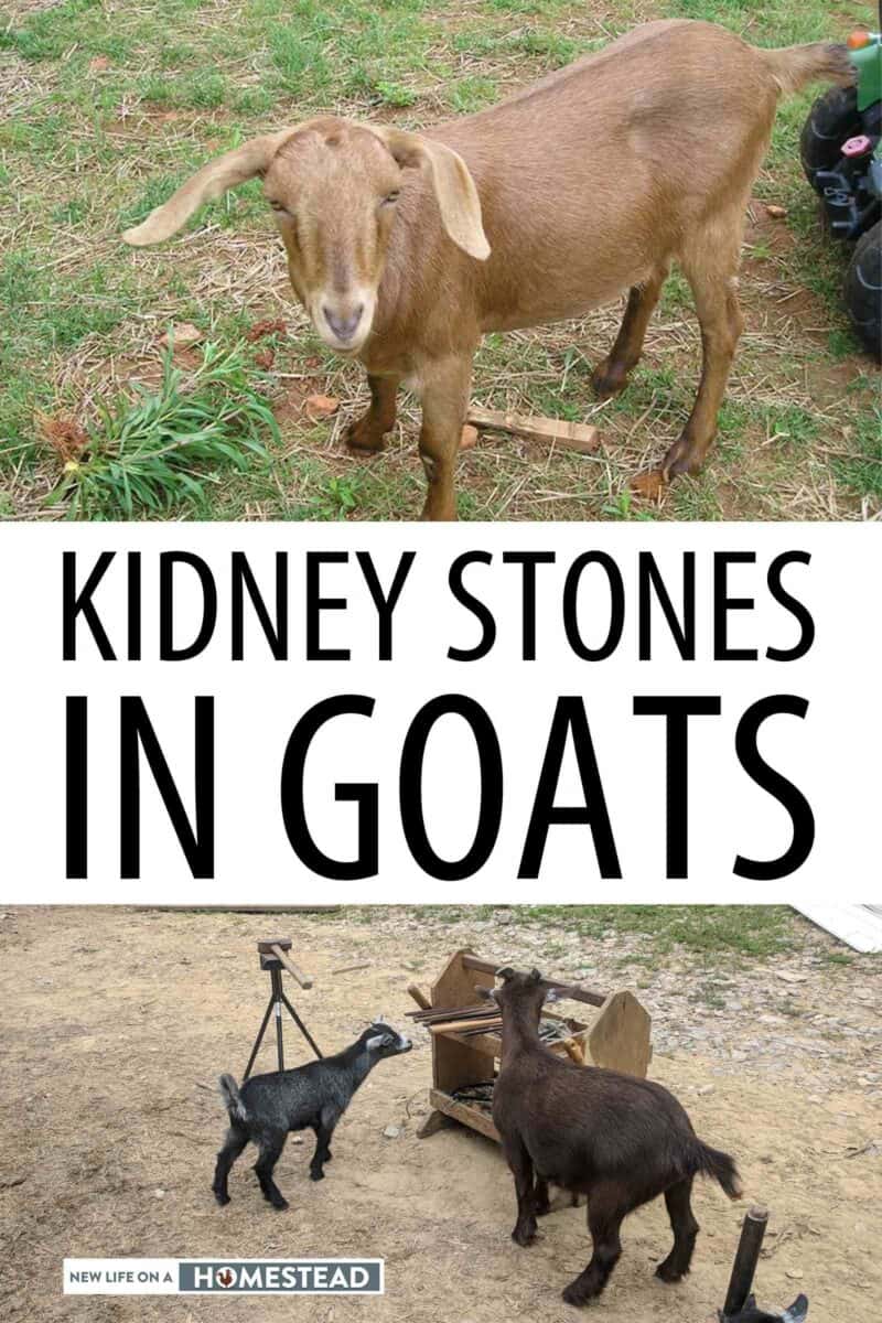kidney stones in goats Pinterest image