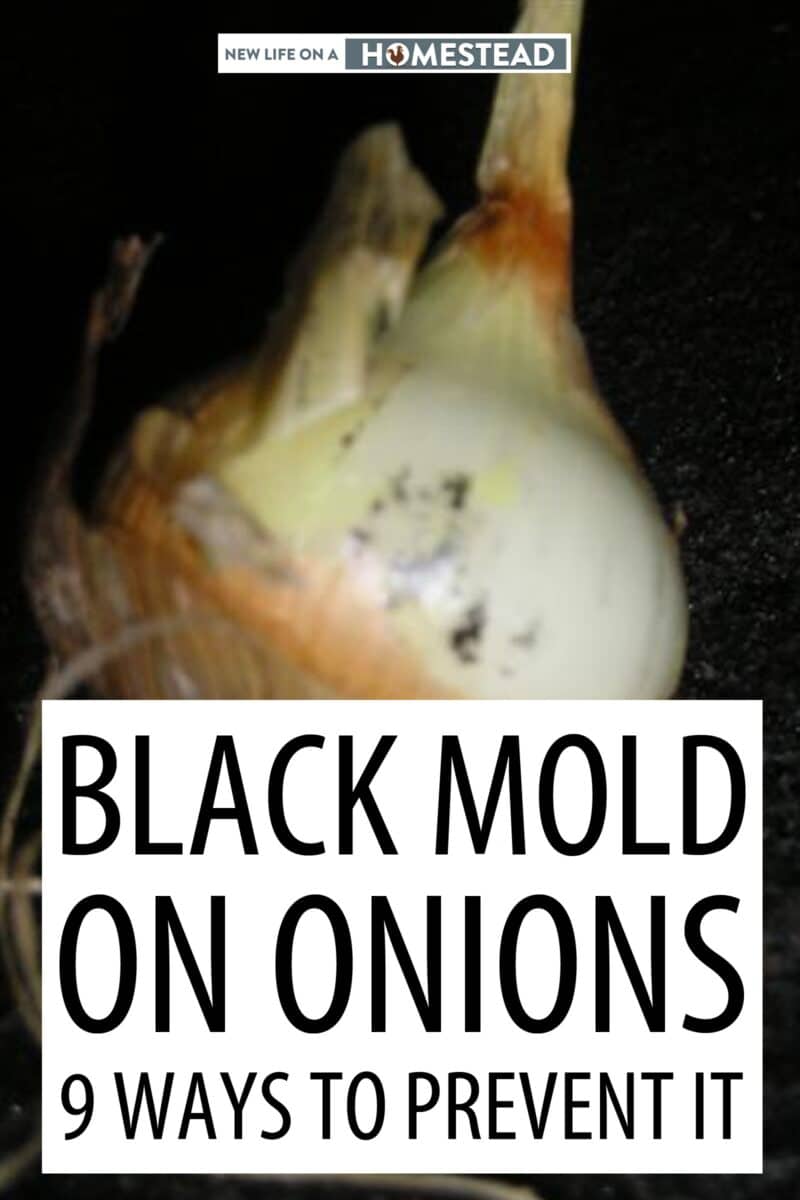 black mold on onions pin image