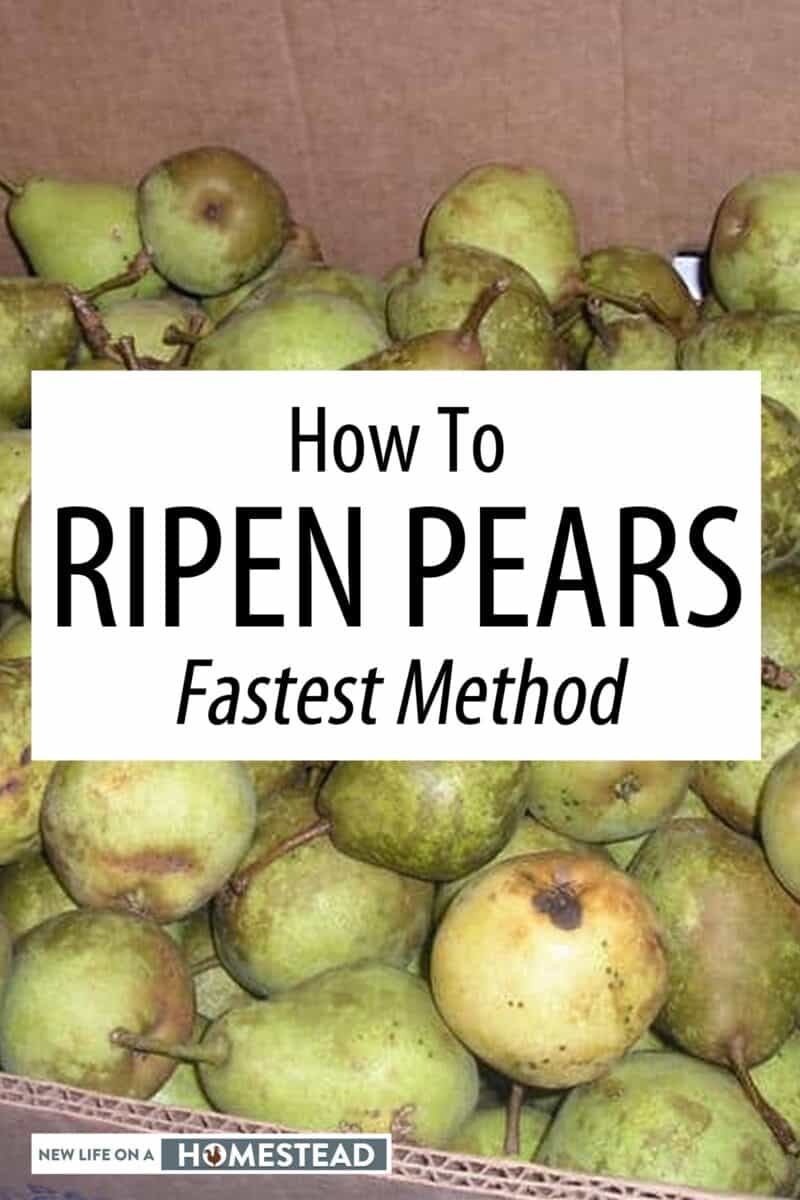 ripening pears Pinterest image