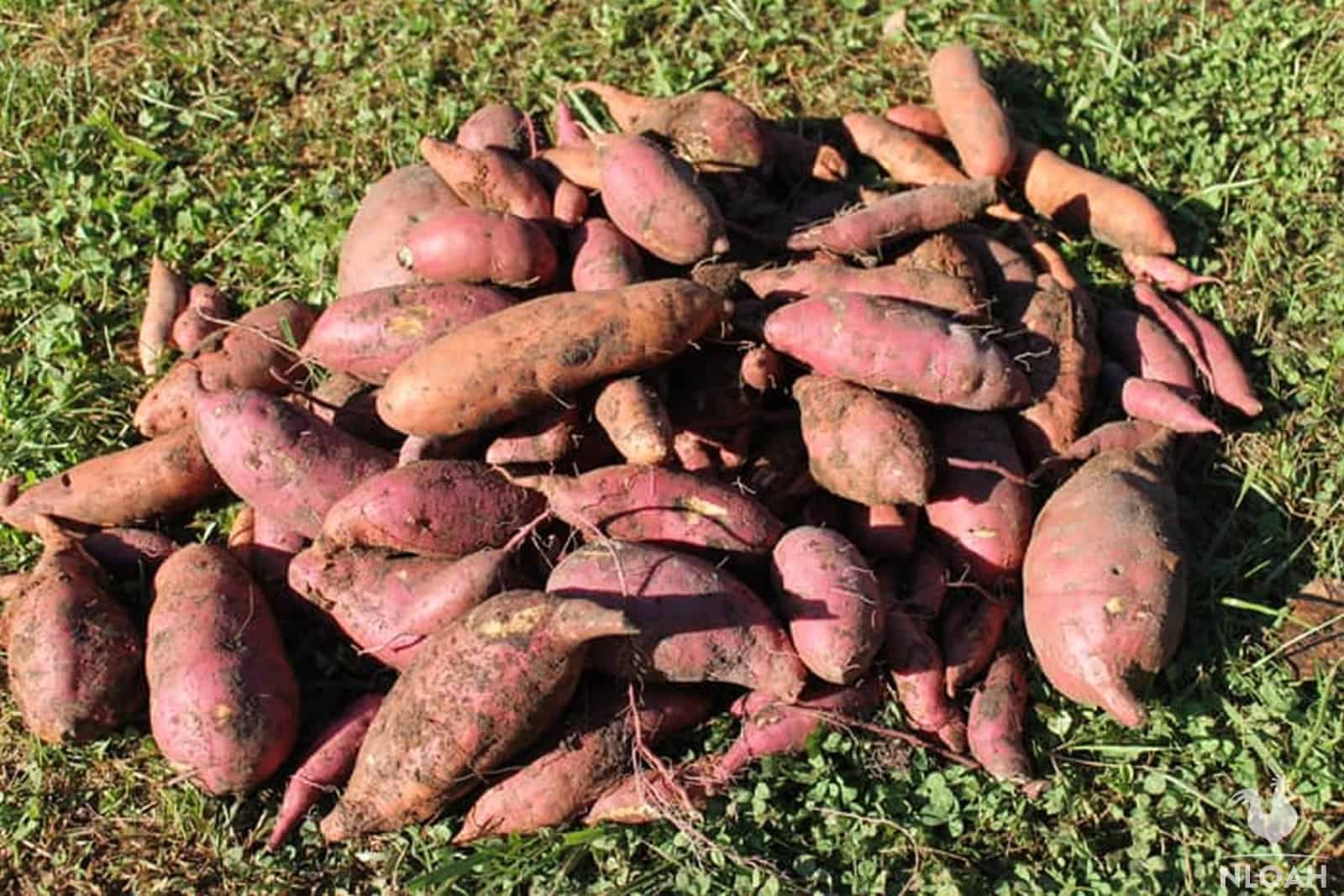 32 pounds of sweet potatoes from our first harvest