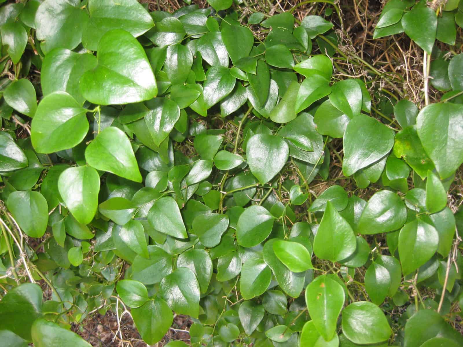 Greenbrier Smilax Rotundifolia