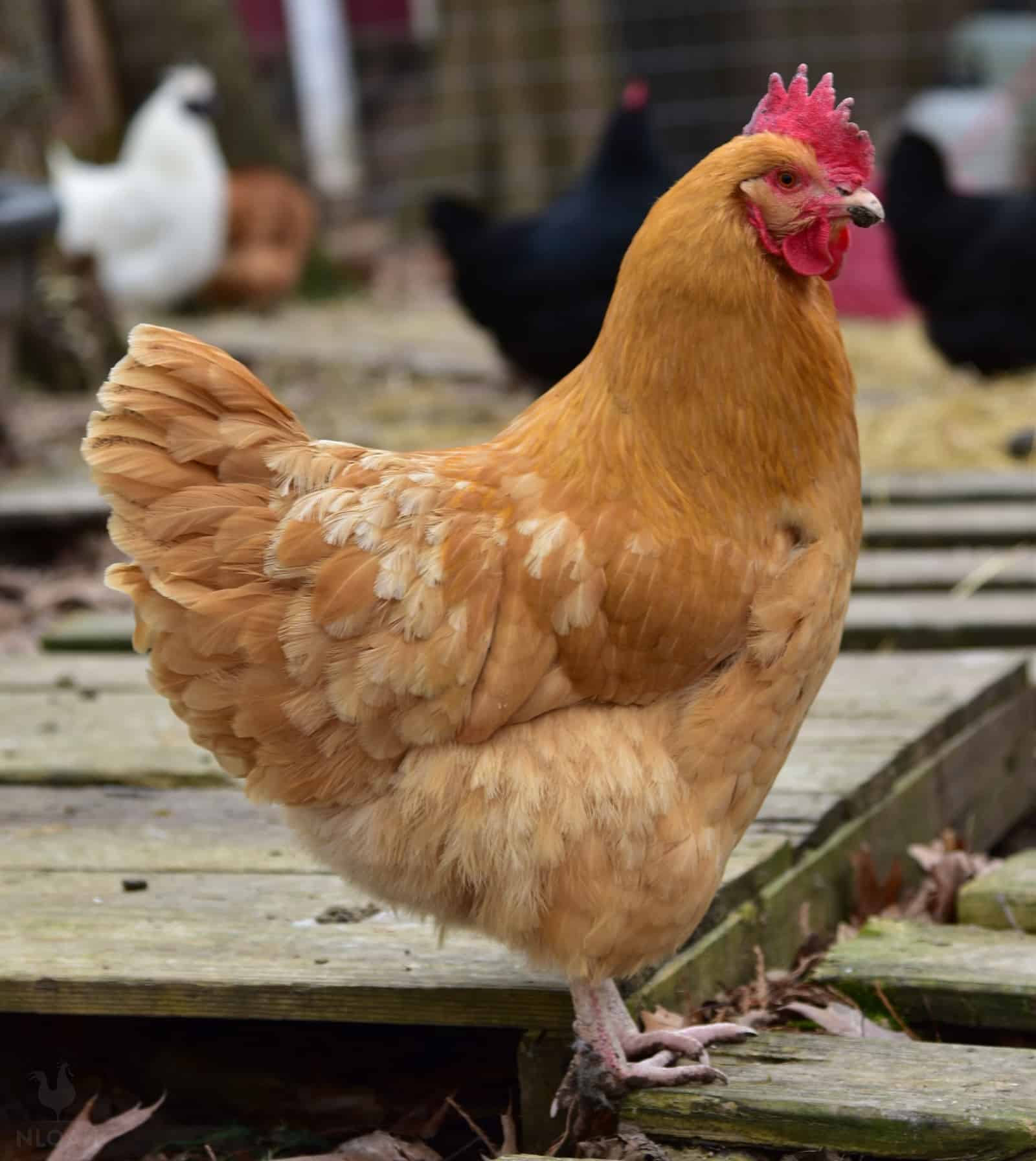 24 Barnyard mix chicken Hatching eggs 