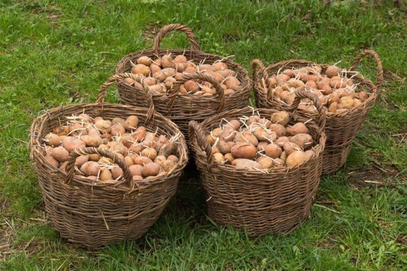 baskets of harvested potatoes