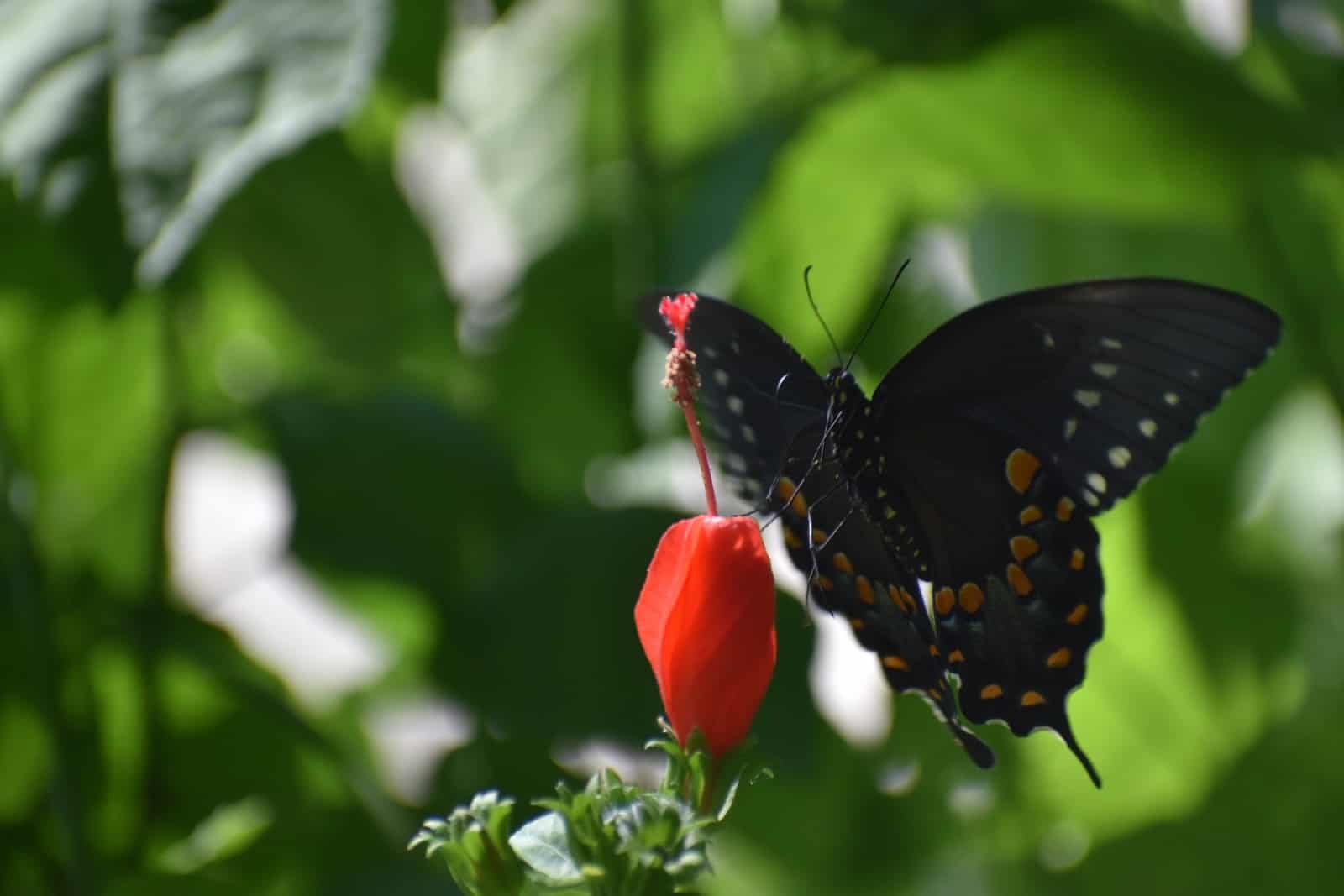 butterfly on spicebush drupe