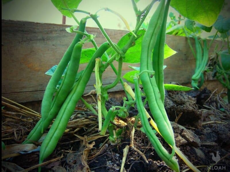 green beans in raised bed
