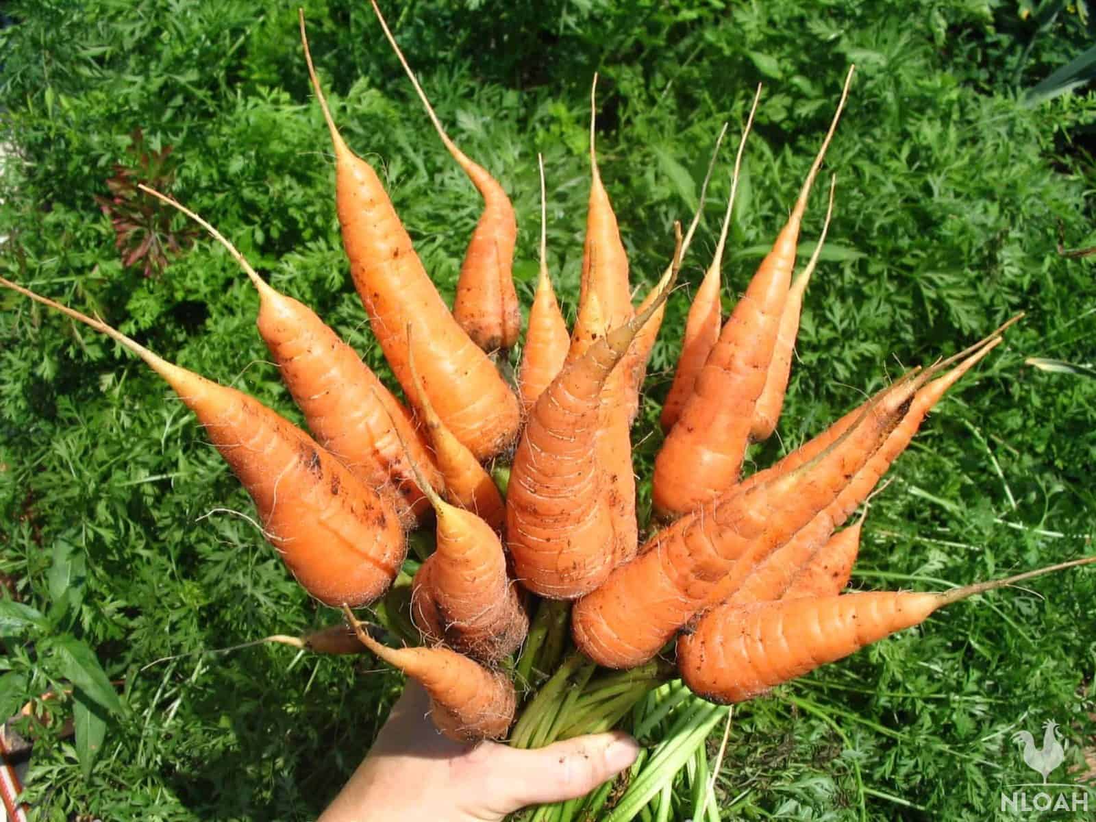 harvested carrots being held in hand