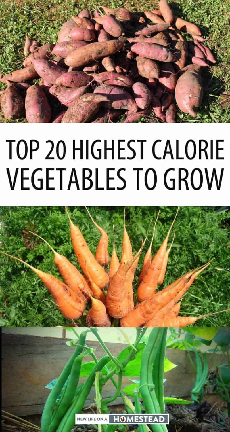 high-calorie vegetables