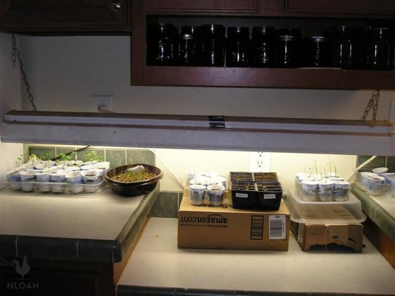 seedlings under grow lights on kitchen counter