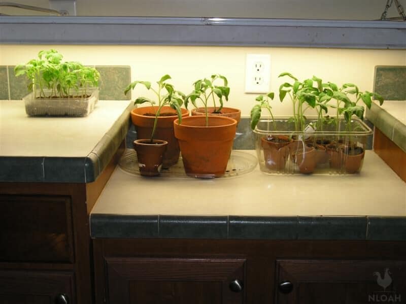 tomato plants under grow lights