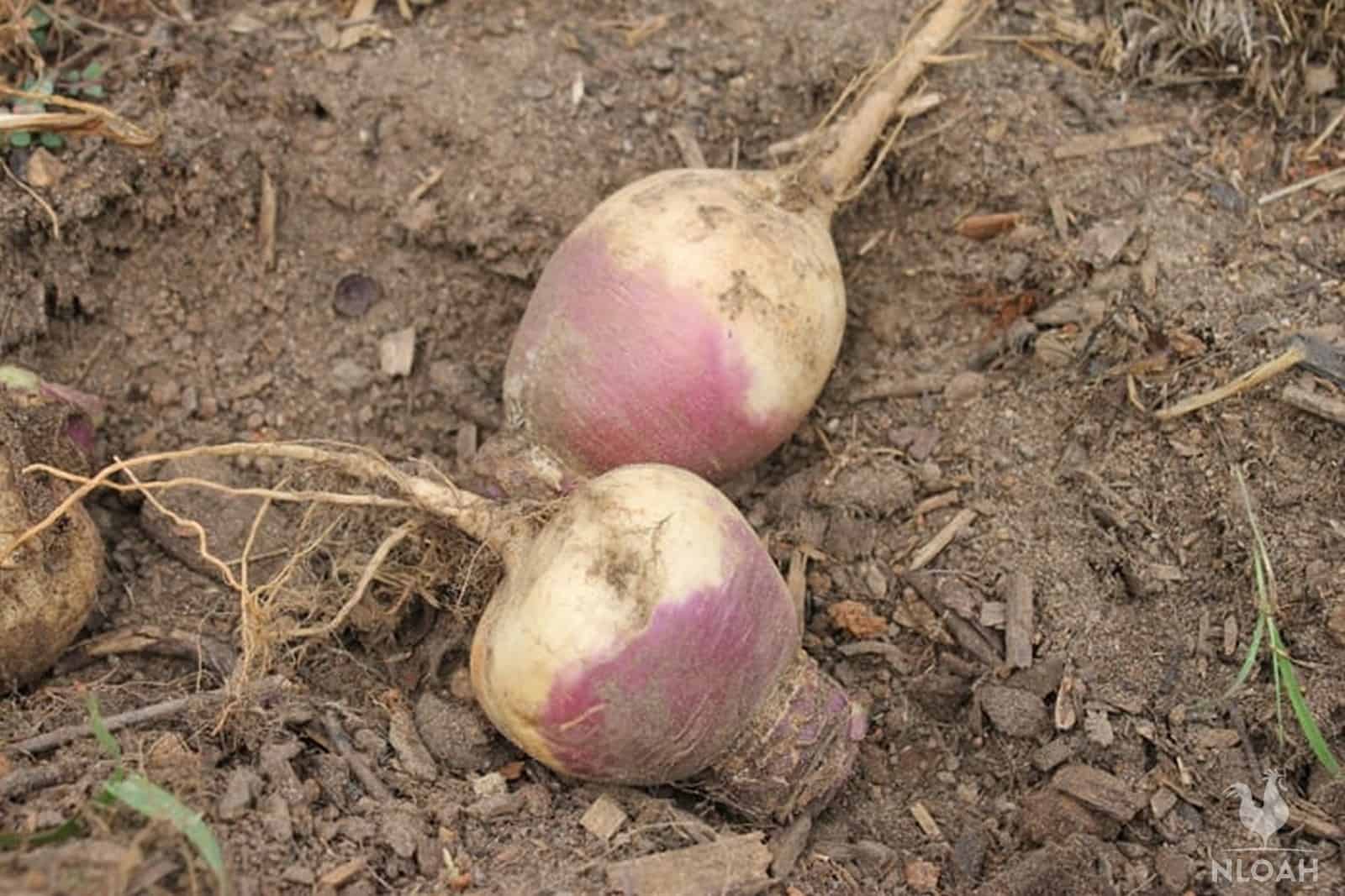 turnips on the ground