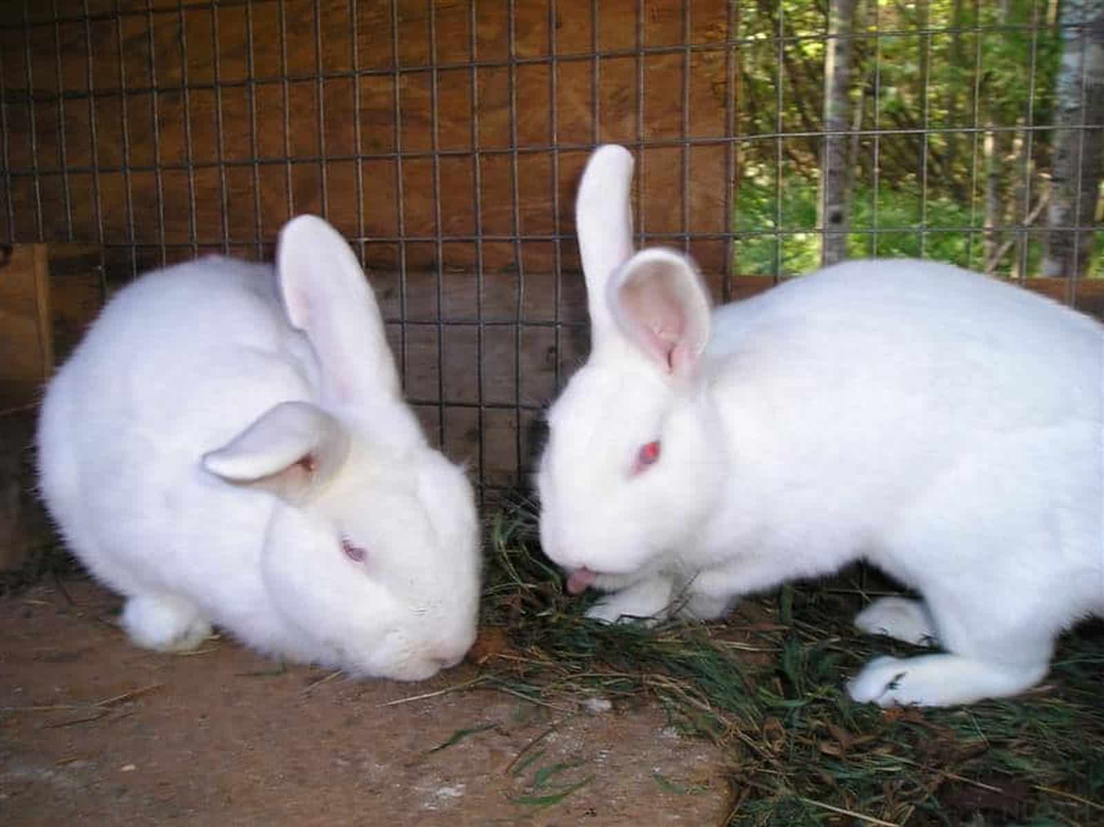 two Florida white rabbits