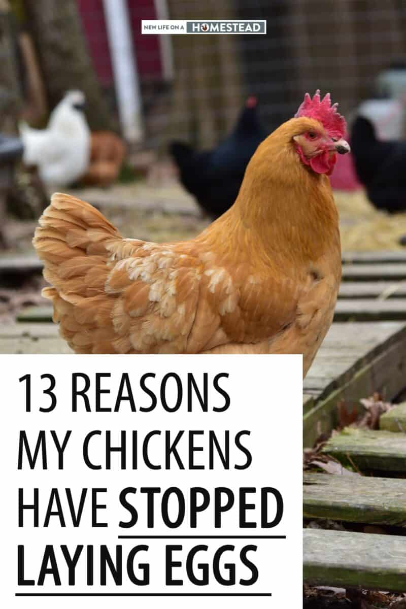 why chickens stop laying Pinterest image