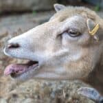 a sheep with its tongue out