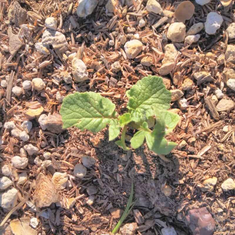 baby white icicle radish plant in the ground