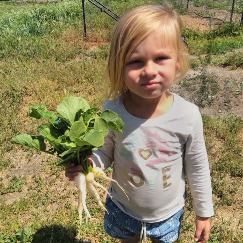 little girl holding harvested white icicle radishes in hand