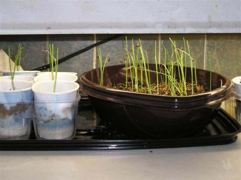 onion seedlings in indoor containers