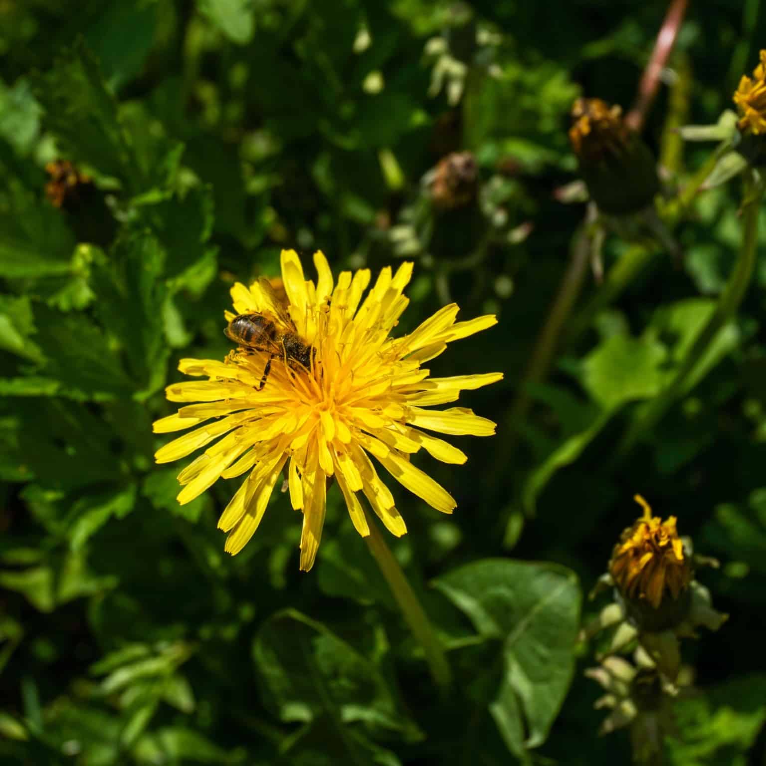 bee on sow thistle flower